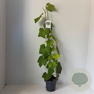 Vitis 'Boskoop Glory' 80-100 cm 2,0L