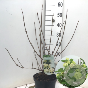 Viburnum plic. 'Grandiflorum' 40-50 cm 4,0L