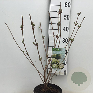 Viburnum plic. 'Grandiflorum' 40-50 cm 4,0L