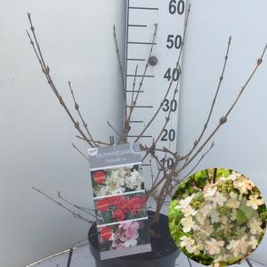 Viburnum plic. Kilimandjaro Sunrise 50-60 cm 7,5L