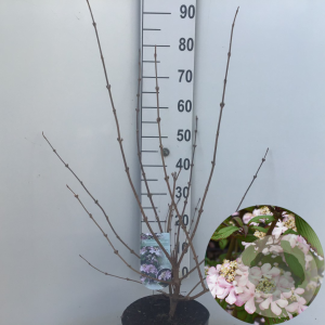 Viburnum plic. 'Pink Beauty' 50-60 cm 7,5L