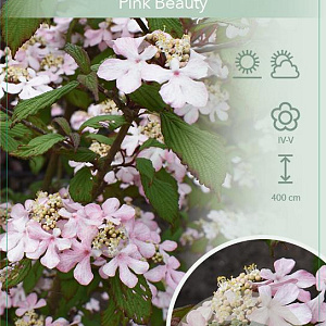 Viburnum plic. 'Pink Beauty' 50-60 cm 7,5L