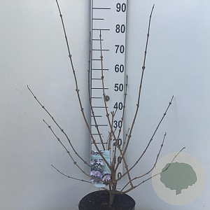 Viburnum plic. 'Pink Beauty' 50-60 cm 7,5L