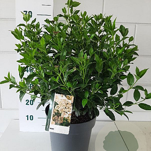 Viburnum tinus 40 cm 10L