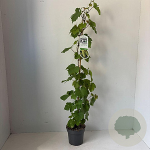 Vitis 'Vroege van der Laan' 80-100 cm 2,0L