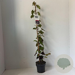 Vitis vinifera 'Purpurea' 80-100 cm 2,0L