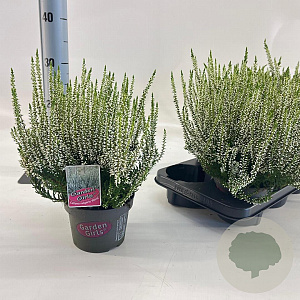 Calluna v. 'Alicia' 15-20 cm P13