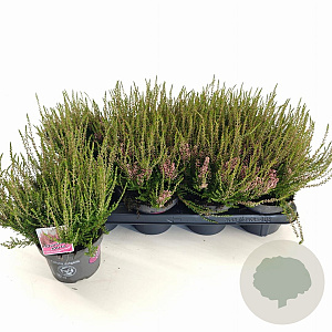 Calluna v. 'Angie' 15-20 cm P13