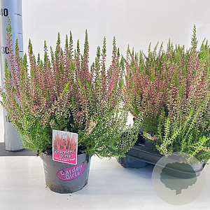 Calluna v. 'Angie' 15-20 cm P13