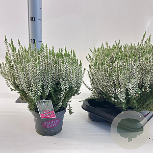 Calluna v. 'ASLI' 15-20 cm P13