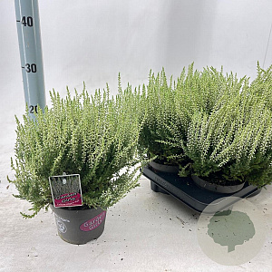 Calluna v. 'ASLI' 15-20 cm P13