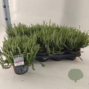 Calluna v. 'ASLI' 15-20 cm P13