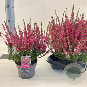 Calluna v. 'Athene' 15-20 cm P13