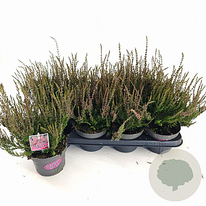 Calluna v. 'Athene' 15-20 cm P13