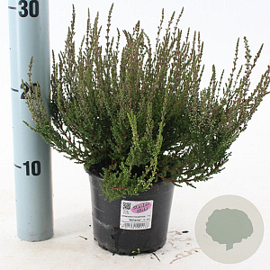 Calluna v. 'Athene' 15-20 cm P13