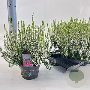 Calluna v. 'Elisa' 15-20 cm P13
