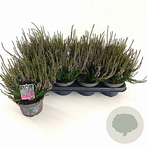 Calluna v. 'Hilda' 15-20 cm P13