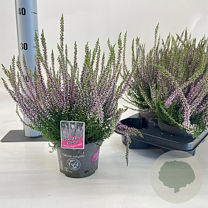 Calluna v. 'Hilda' 15-20 cm P13