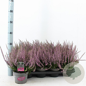 Calluna v. 'Hilda' 15-20 cm P13