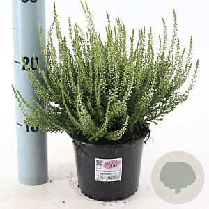 Calluna v. 'Madonna' 15-20 cm P13