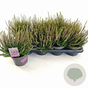 Calluna v. 'Rosita' 15-20 cm P13