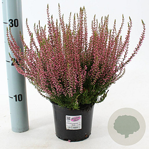 Calluna v. 'Rosita' 15-20 cm P13