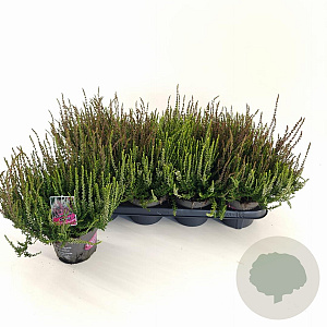 Calluna v. 'Twin Girls' 15-20 cm P13