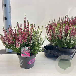 Calluna v. 'Twin Girls' 15-20 cm P13