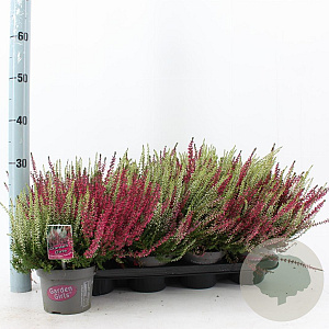 Calluna v. 'Twin Girls' 15-20 cm P13