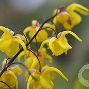 Epimedium davidii GM P9