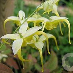 Epimedium lishihchenii GM P9