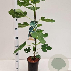 Ficus car. 'Brown Turkey' 30-40 cm rozenpot 3L