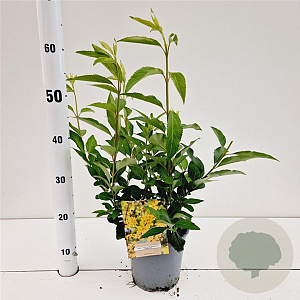 Forsythia int. 'Lynwood' 20-30 cm 2,0L