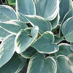 Hosta 'El Niño' GM P9