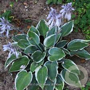 Hosta 'El Niño' GM P9