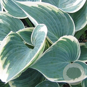 Hosta 'El Niño' GM P9
