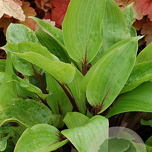 Hosta 'Purple Heart' GM P9