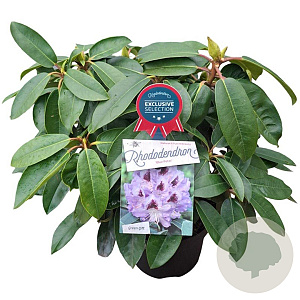 Rhododendron 'Blue Peter' 30-40 cm 5,0L struik