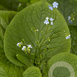 Brunnera macrophylla GM P9