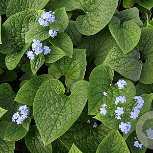 Brunnera macrophylla GM P9