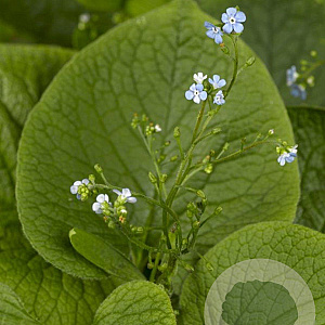 Brunnera macrophylla GM P9