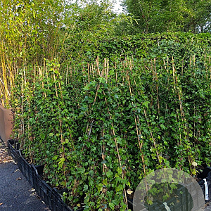 Hedera hel. 'Green Ripple' 100-120 cm 3,0L