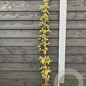 Clematis mont. rubens 150-175 cm vierkant rond 5,5L