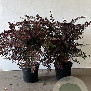 Berberis thunb. 'Atropurpurea' 40-60 cm 7,5L