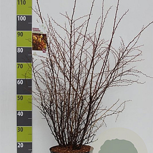 Berberis thunb. 'Atropurpurea' 60-80 cm 7,5L