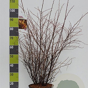Berberis thunb. 'Atropurpurea' 60-80 cm 7,5L