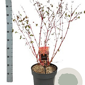 Cornus sang. 'Midwinter Fire' 60-80 cm 7,5L overjarig