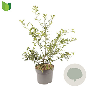 Ilex aquifolium 40-60 cm 7,5L