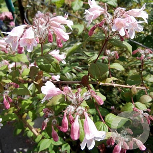 Kolkwitzia amabilis 'Pink Cloud' 80-100 cm 7,5L overjarig