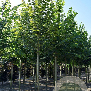 Tilia platyphyllos 80-100 cm 5,0L spil gestokt